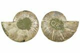Cut & Polished Crystal-Filled Ammonite Fossil - Madagascar #362373-1
